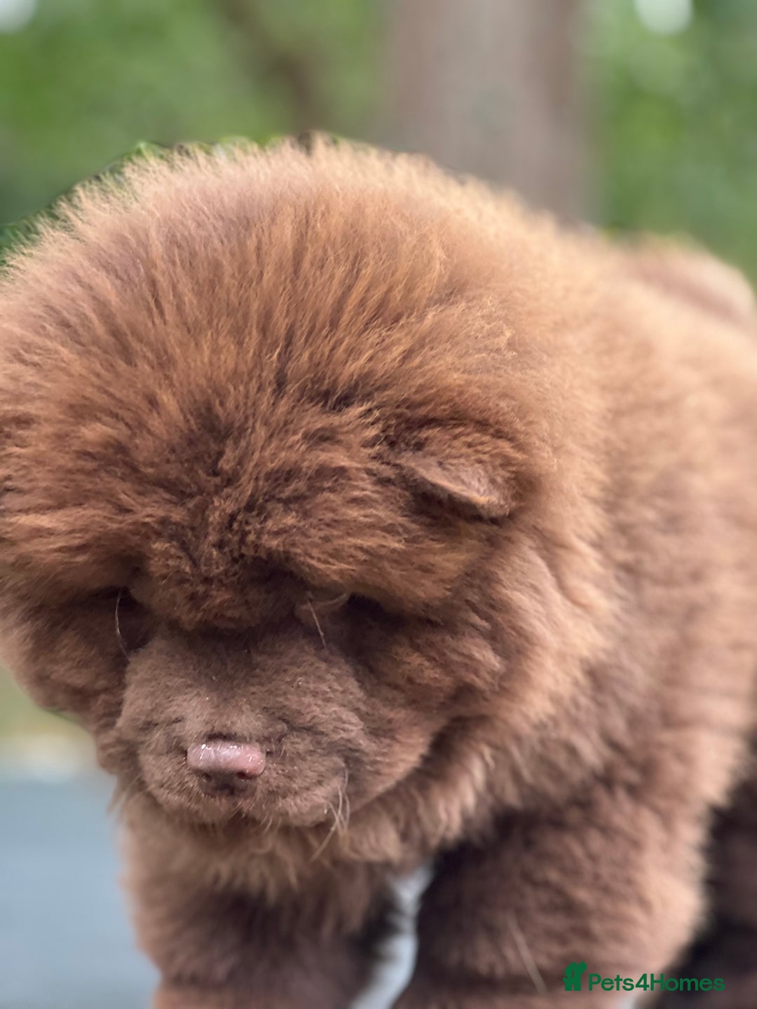 Chow Chow dogs for sale: Mr chow  - Image 10