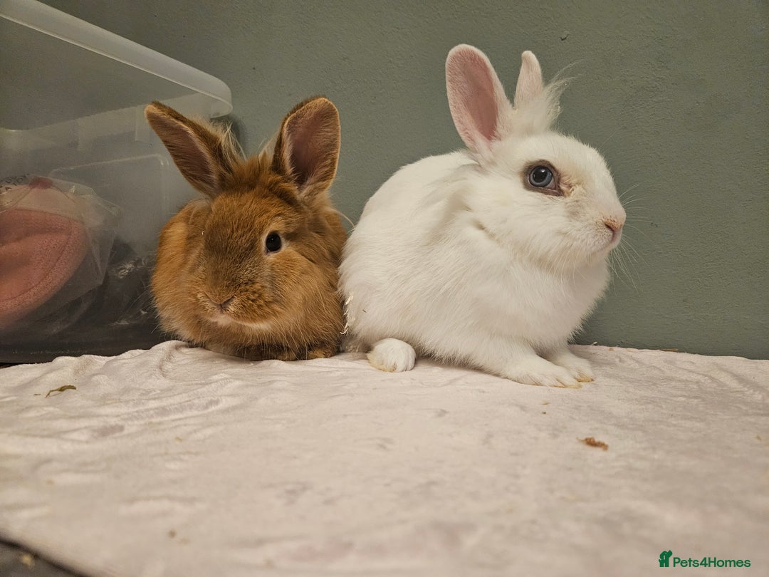 Lionhead rabbits for sale: Lion head x **2 left ready now - Advert 6