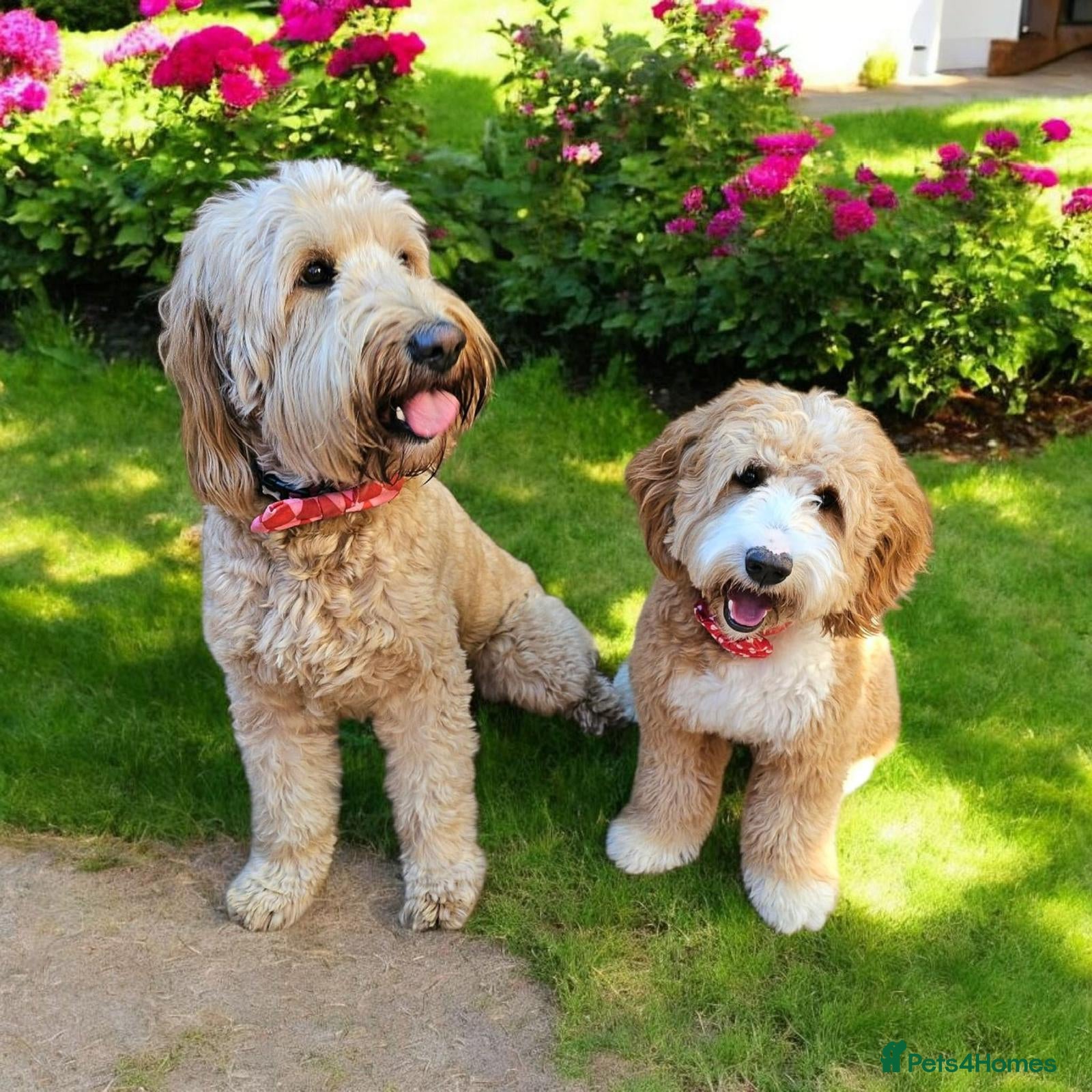 Mixed Breed dogs Beautiful Australian Double Doodles Coming Soon - Advert 1