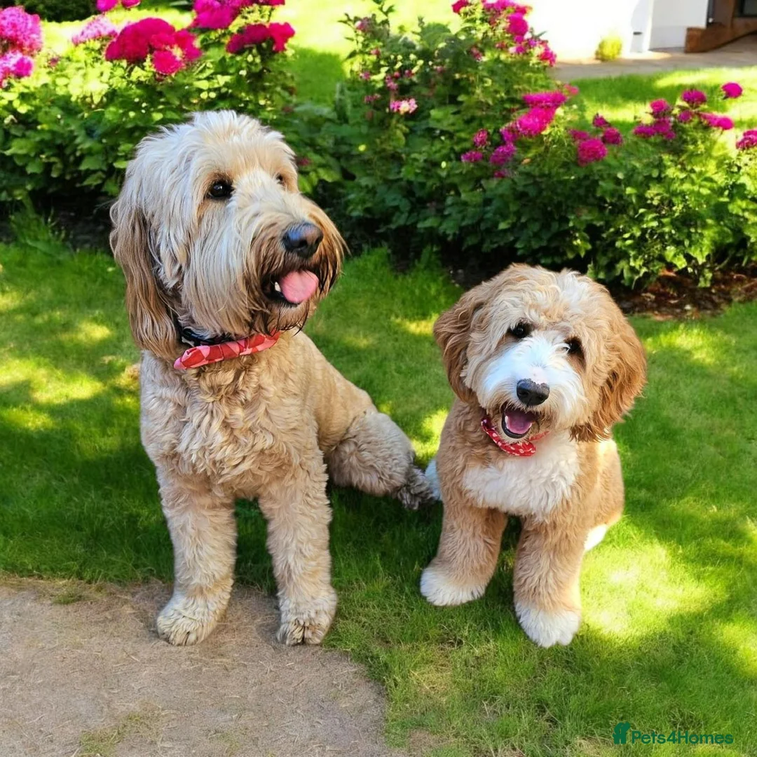 Mixed Breed dogs for sale: Australian Double Doodles Coming Soon - Advert 1