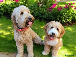 Mixed Breed dogs Beautiful Australian Double Doodles Coming Soon - Advert 10