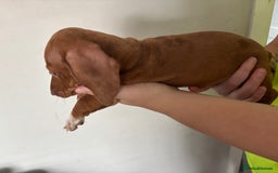 Miniature Dachshund dogs for sale: 3 dashund for sale  in Bolton - Image 2