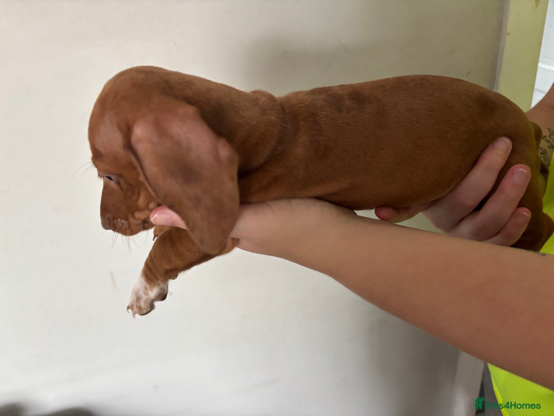 Miniature Dachshund dogs for sale: 3 dashund for sale  in Bolton - Image 2