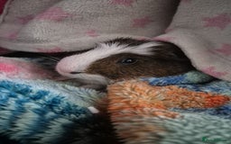 Guinea Pig rodents for sale: Male Guniea pig - Image 3