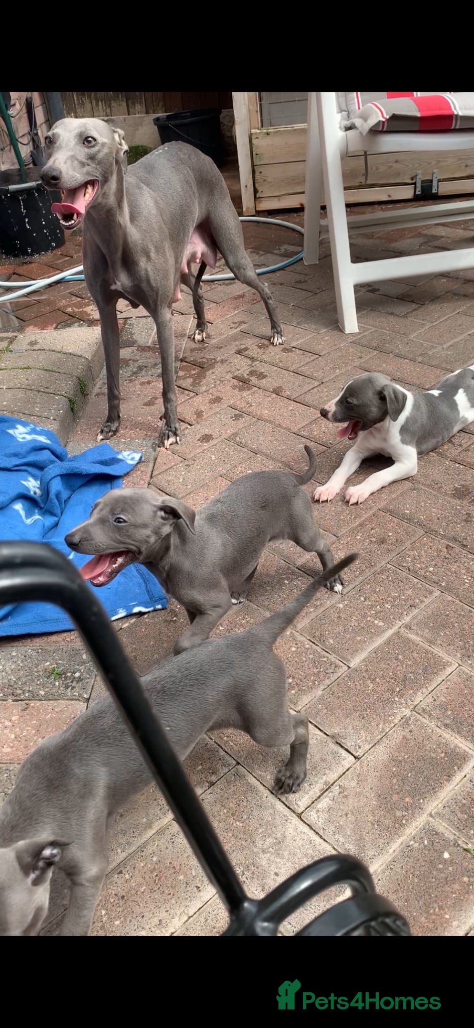 Whippet dogs Blue Kennel Club Registered Whippet pups - Advert 2