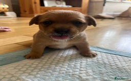 Mixed Breed dogs for sale: 1/4 pomerainian 3/4 jack Russel  - Image 6