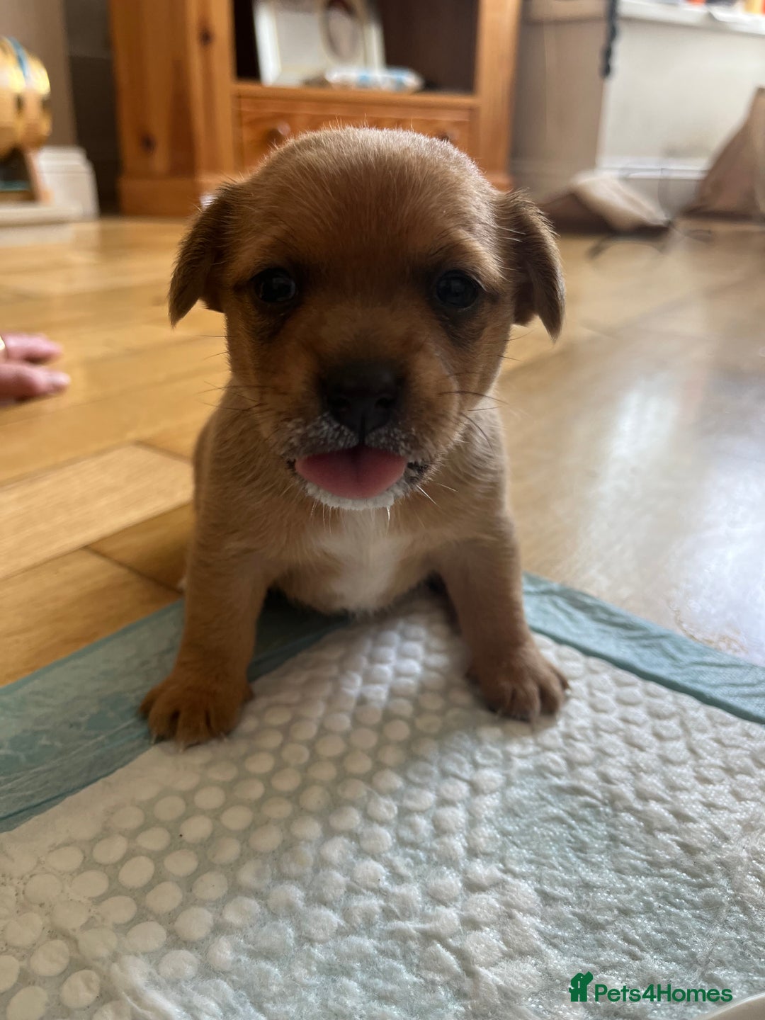 Mixed Breed dogs for sale: 1/4 pomerainian 3/4 jack Russel  - Image 6
