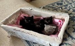 Domestic Shorthair cats for sale: Beautiful Kittens for sale  - Image 3