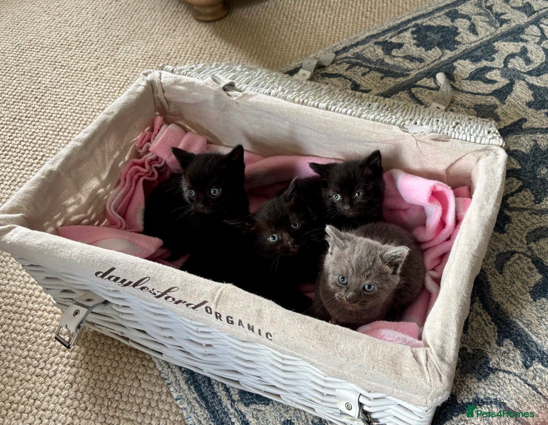 Domestic Shorthair cats for sale: Beautiful Kittens for sale  - Image 3