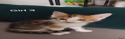 Mixed Breed cats for sale: 4 kittens  - Advert 12