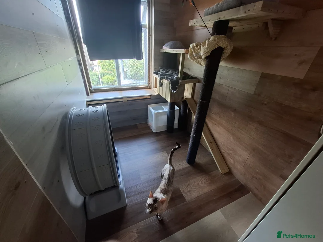 Bengal cats for stud: AMAZING SNOW LYNX STUD BENGAL TICA reg  in Harlow - Advert 36