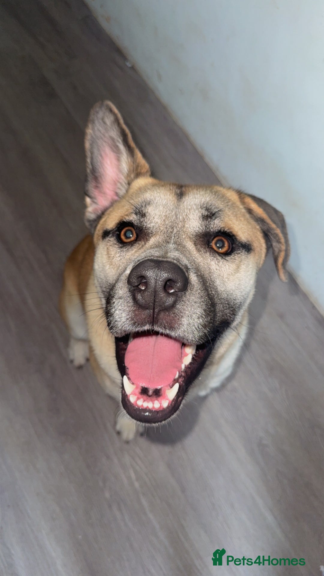 Mixed Breed dogs for sale: Husky cross to be rehomed - Advert 3