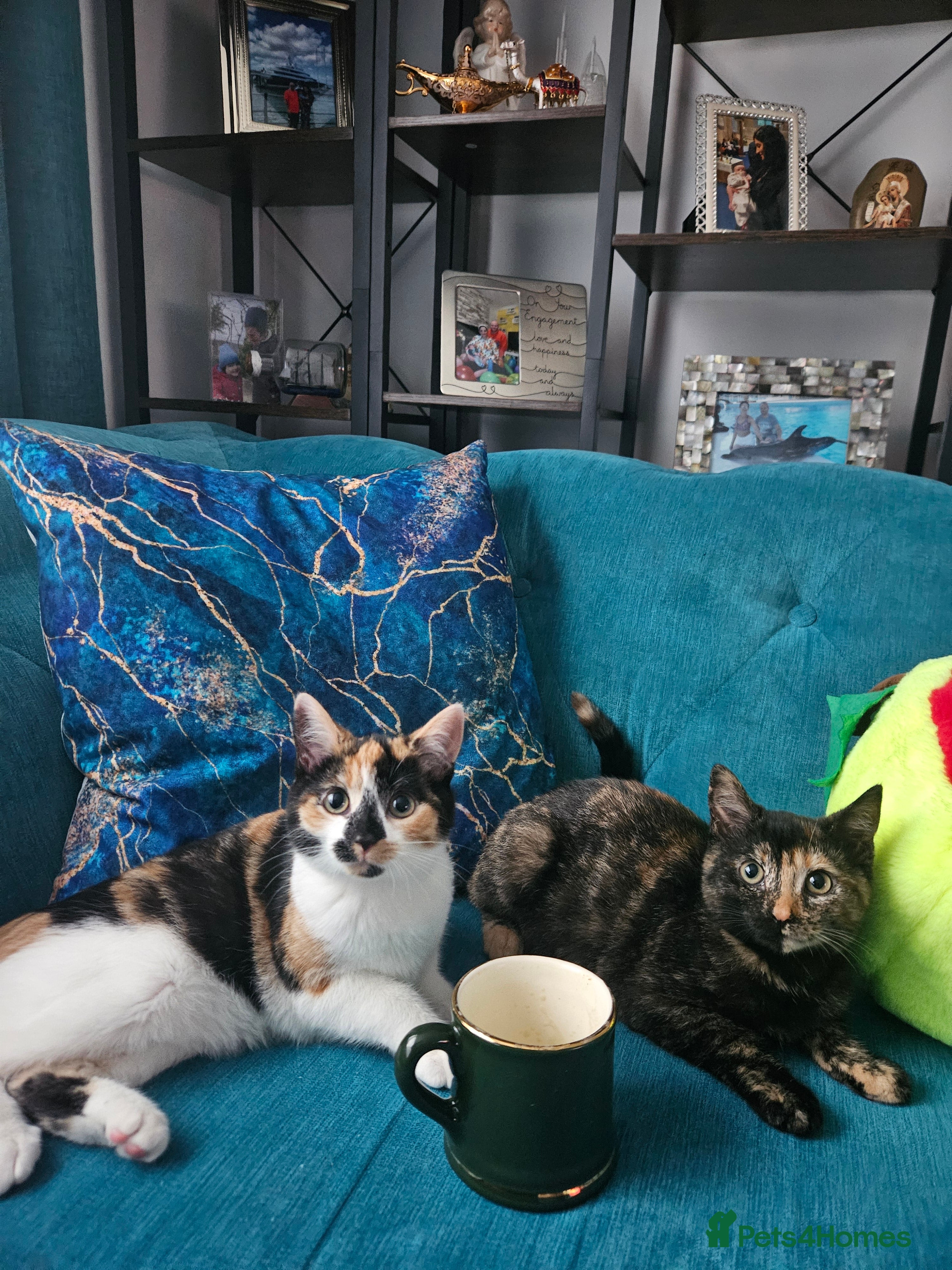 Mixed Breed cats Lovely kittens,2 sisters! - Advert 1