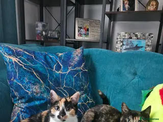 Mixed Breed cats Lovely kittens,2 sisters! - Advert 1