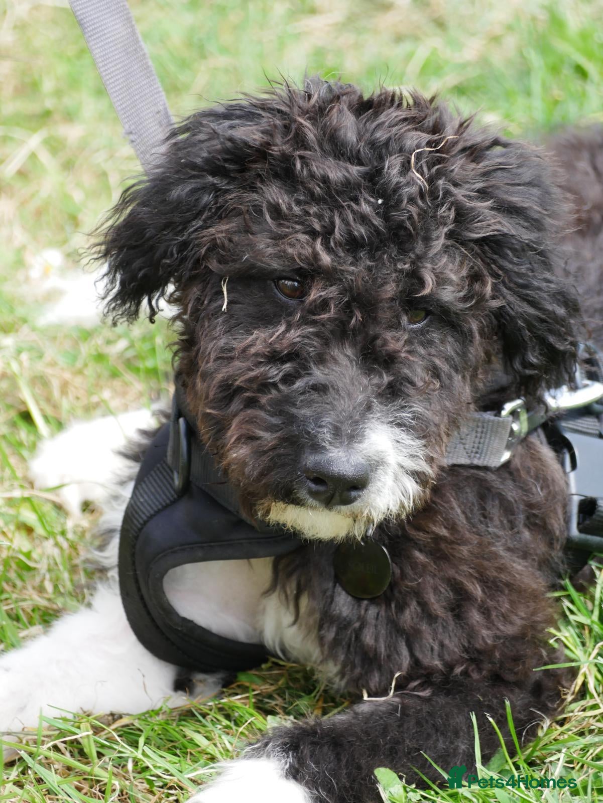 Handsome 6month old Black & White Bordoodle Puppy 