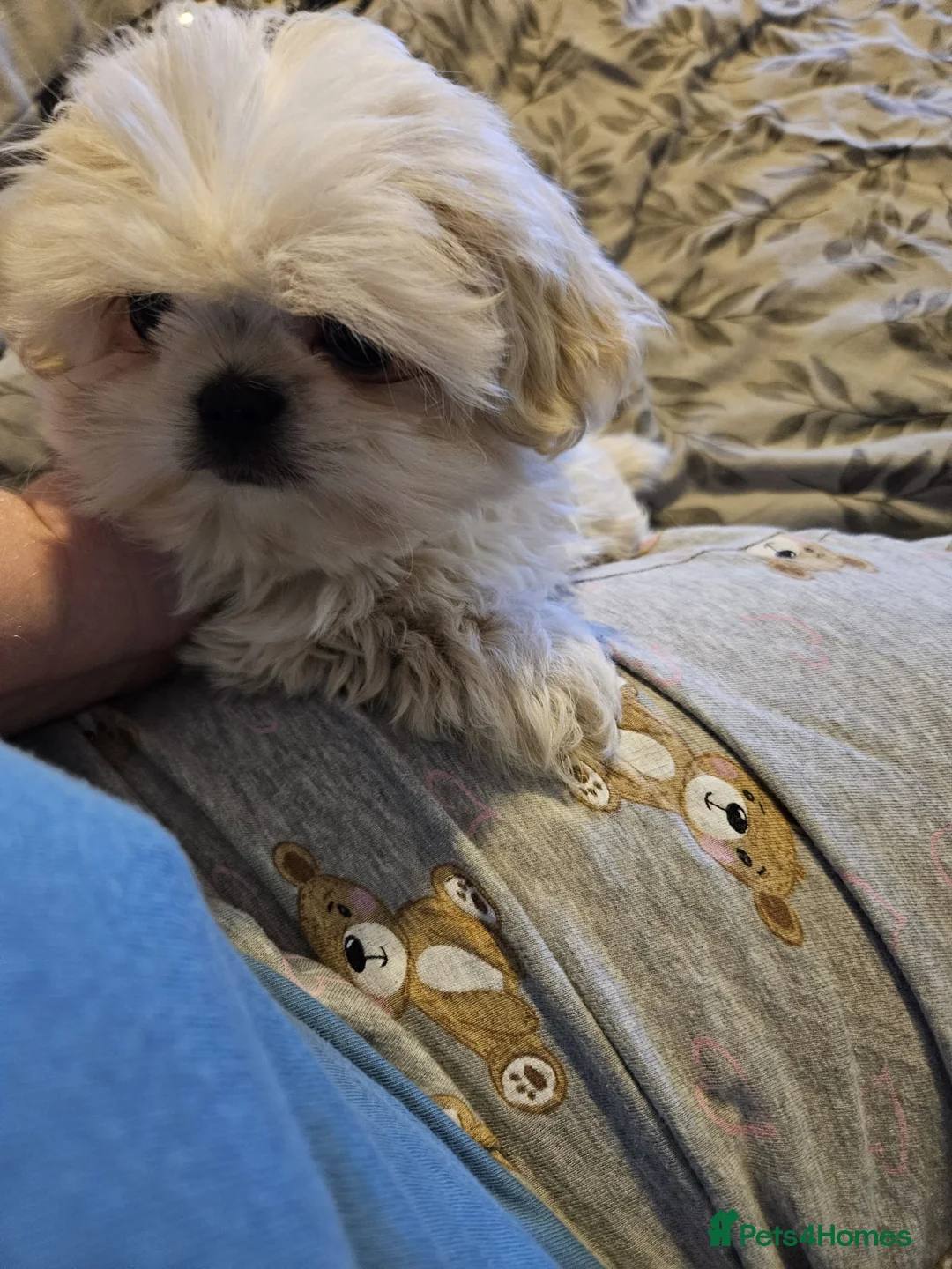 Shih Tzu dogs for sale: Male Imperial Shih Tzu Pup For Sale - Advert 5