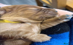 Cavalier King Charles Spaniel dogs for sale: Health Tested Parents - Image 18