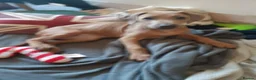 Rhodesian Ridgeback dogs for sale: 🦁RHODESIAN RIDGEBACKS PUPPIES🦁  - Advert 15