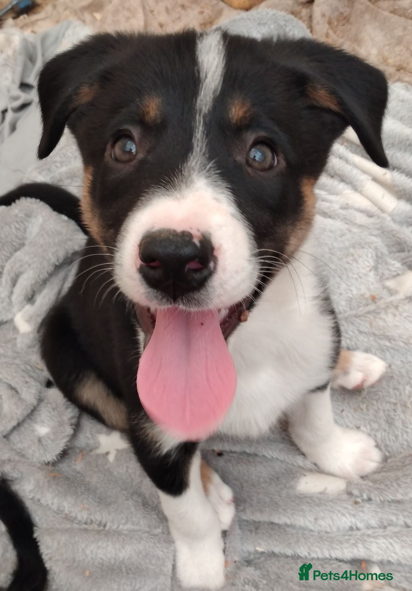 Border Collie dogs *Bouncy Boy/Gorgeous Girl * Ready - Advert 2
