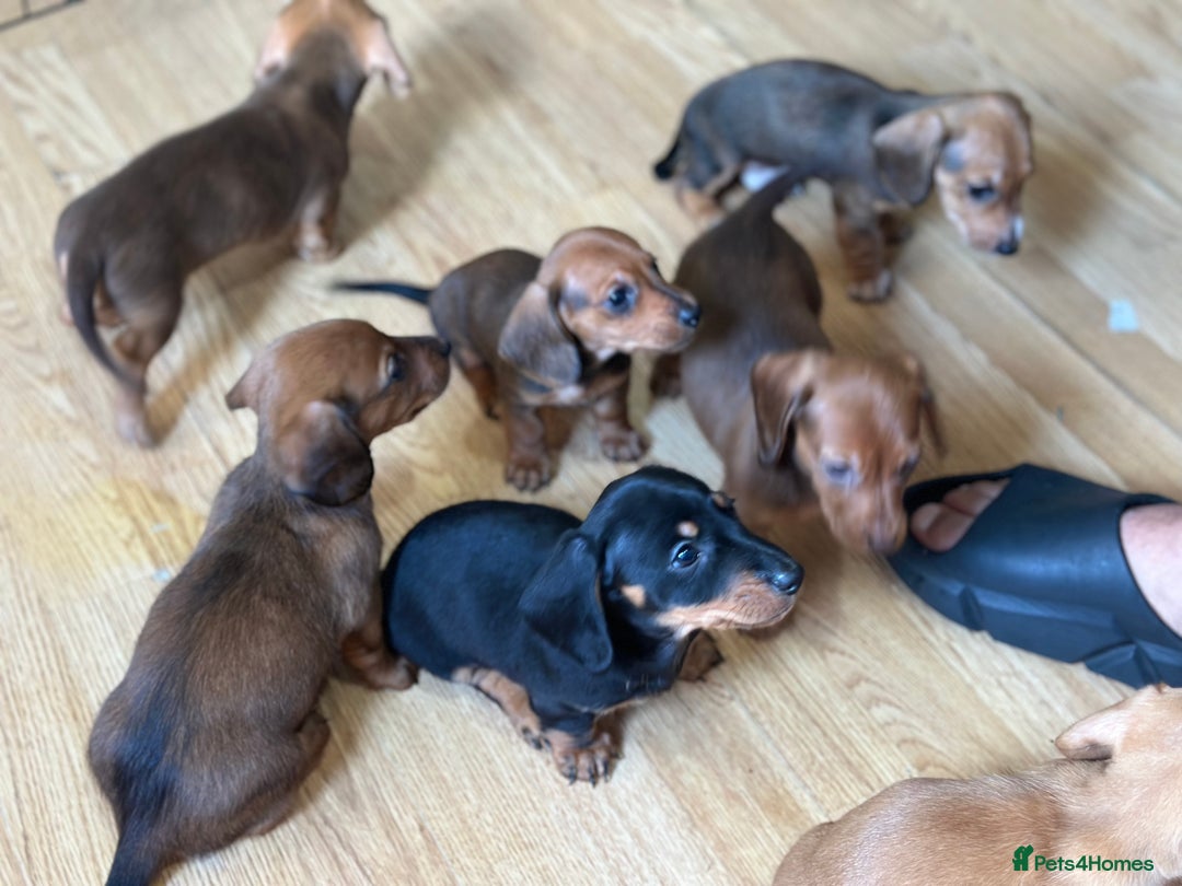 Dachshund dogs for sale: Our dwarf sausages are looking for a family🙃 - Image 23