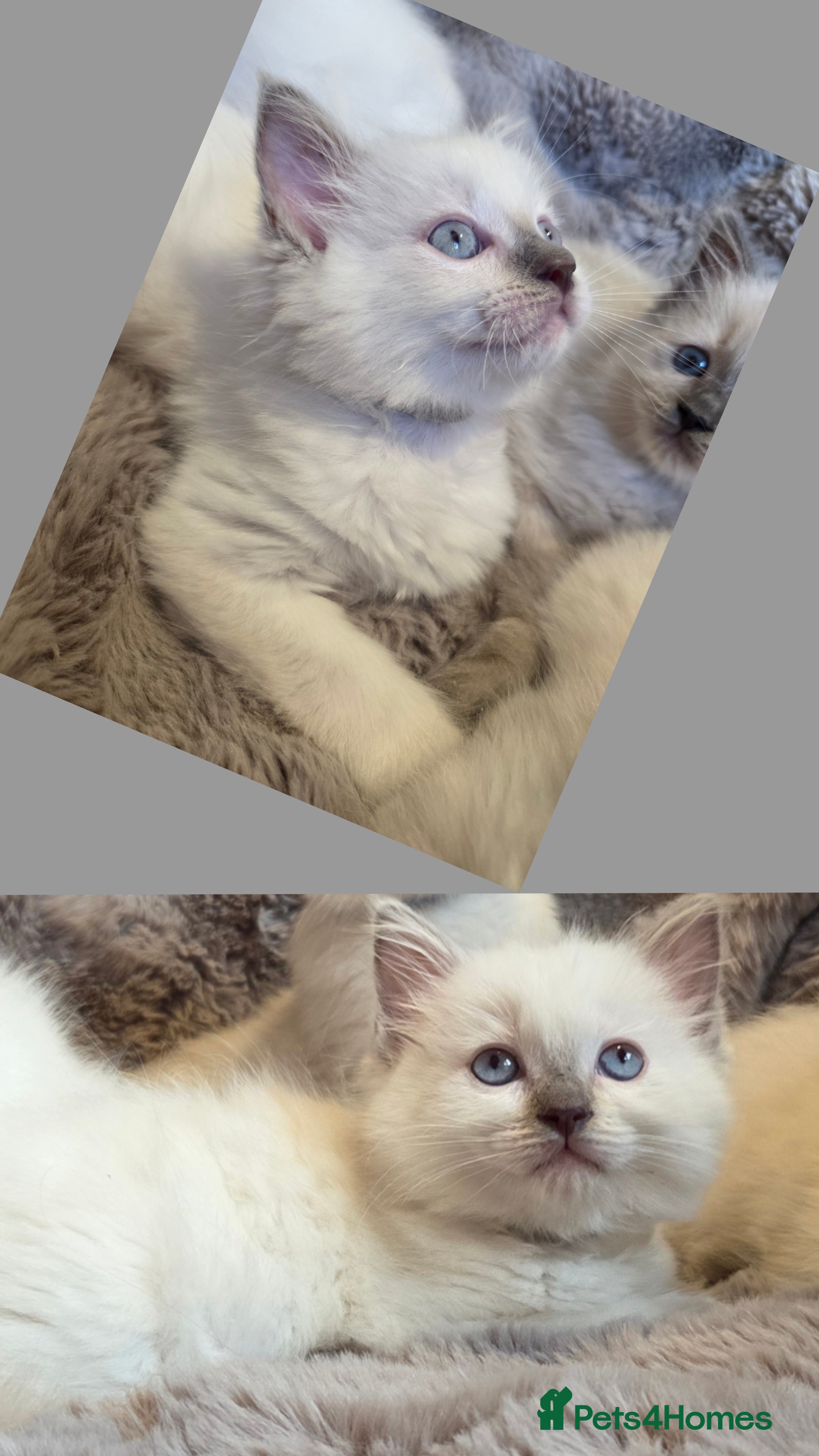 Ragdoll cats 🏆GCCF REG. EXTENSIVELY TESTED RAGDOLL KITTENS 🌟 - Advert 2