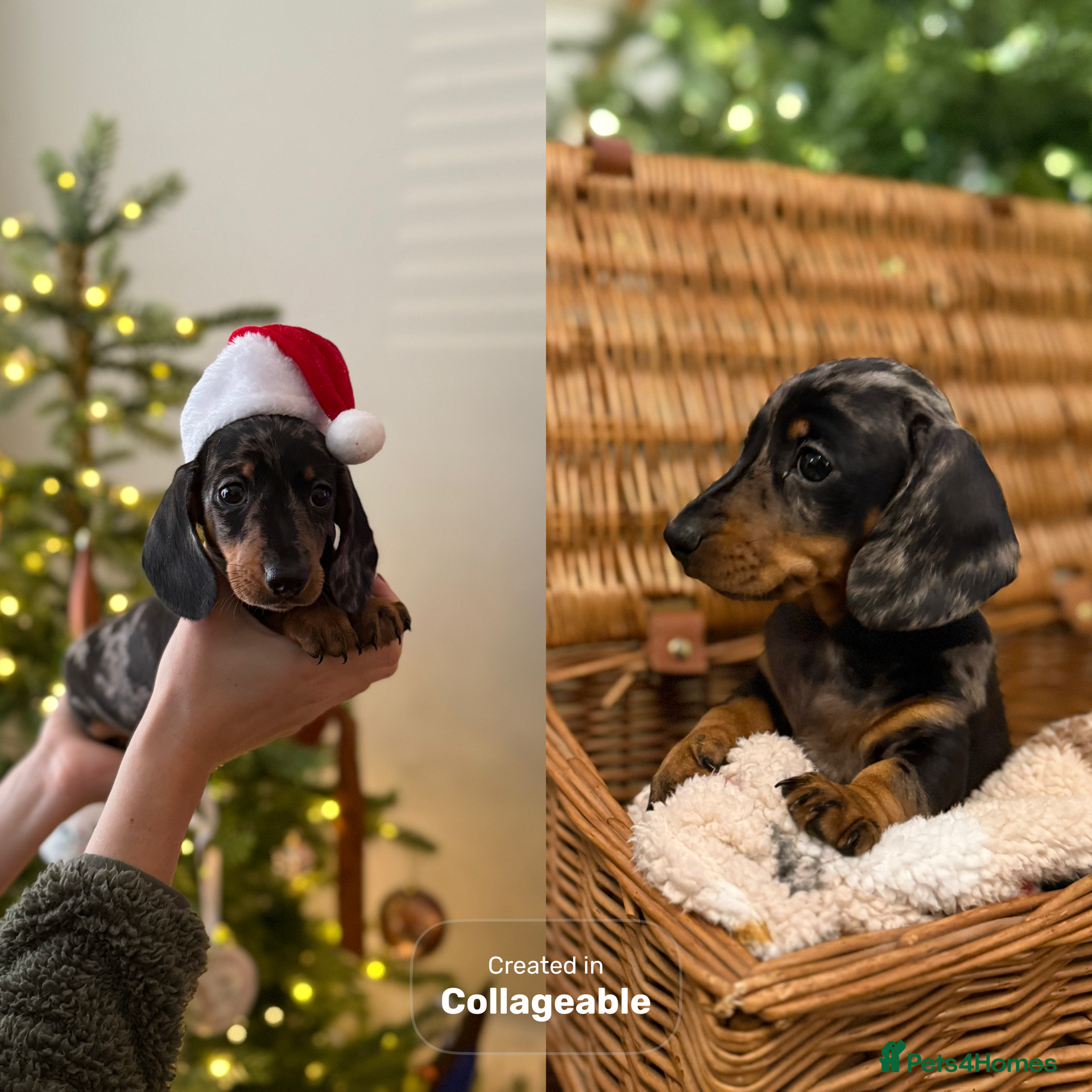 Miniature Dachshund dogs Kc reg smooth haired miniature dachshund - Advert 3