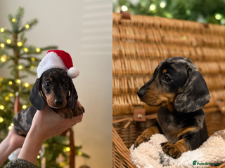 Miniature Dachshund dogs Kc reg smooth haired miniature dachshund - Advert 3