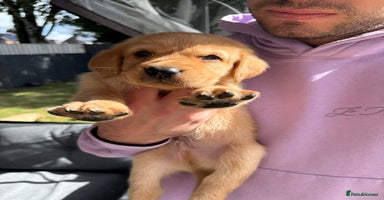 Labrador Retriever dogs - Advert 4