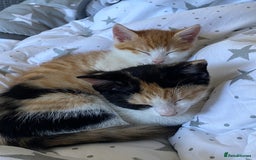 Mixed Breed cats for sale: Kittens in Denbigh - Image 4