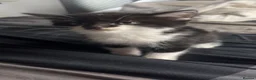Domestic Shorthair cats for sale: 3 kittens and a mother for sale in Bilston - Advert 11