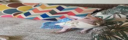 Sphynx cats for sale: Last Canadian sphynx looking for a loving home  - Advert 13