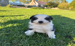 Border Collie dogs for sale: Border collie pups - Image 3