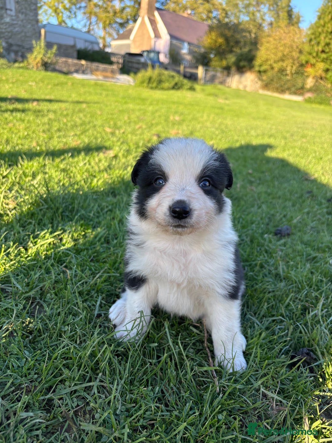 Border Collie dogs for sale: Border collie pups - Image 3
