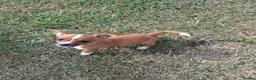 Mixed Breed dogs for sale: Beautiful Jack Russell puppies.  - Advert 4