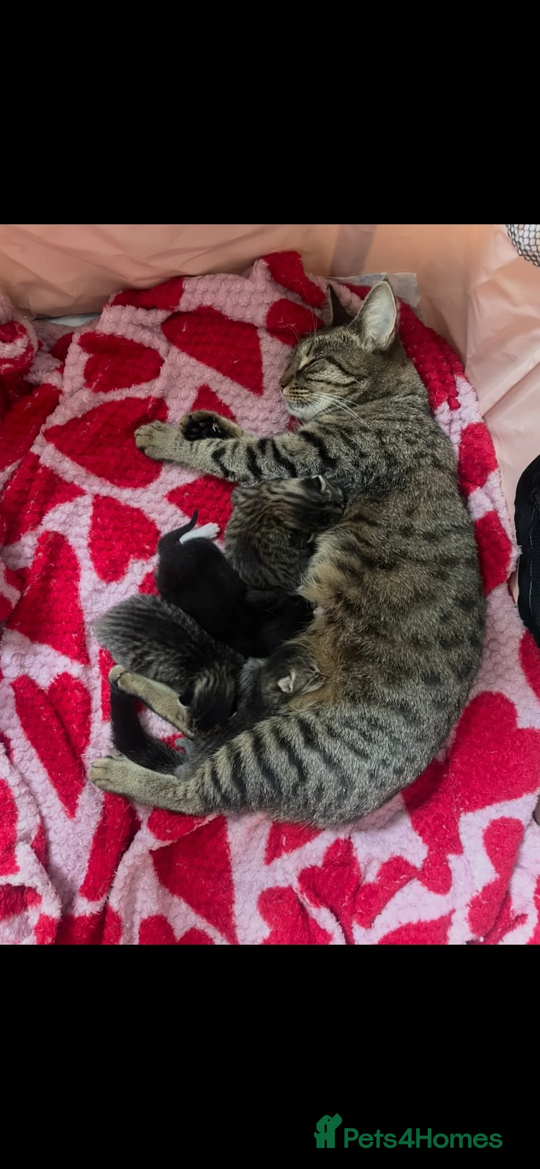 Mixed Breed cats for sale: 4 mixed kittens  - Advert 1