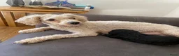 Toy Poodle dogs for sale: KC Toy Poodles gorgeous litter of 4 - Advert 13