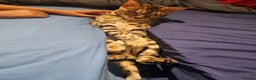Bengal cats for sale: Beautiful boy for sale  - Advert 3