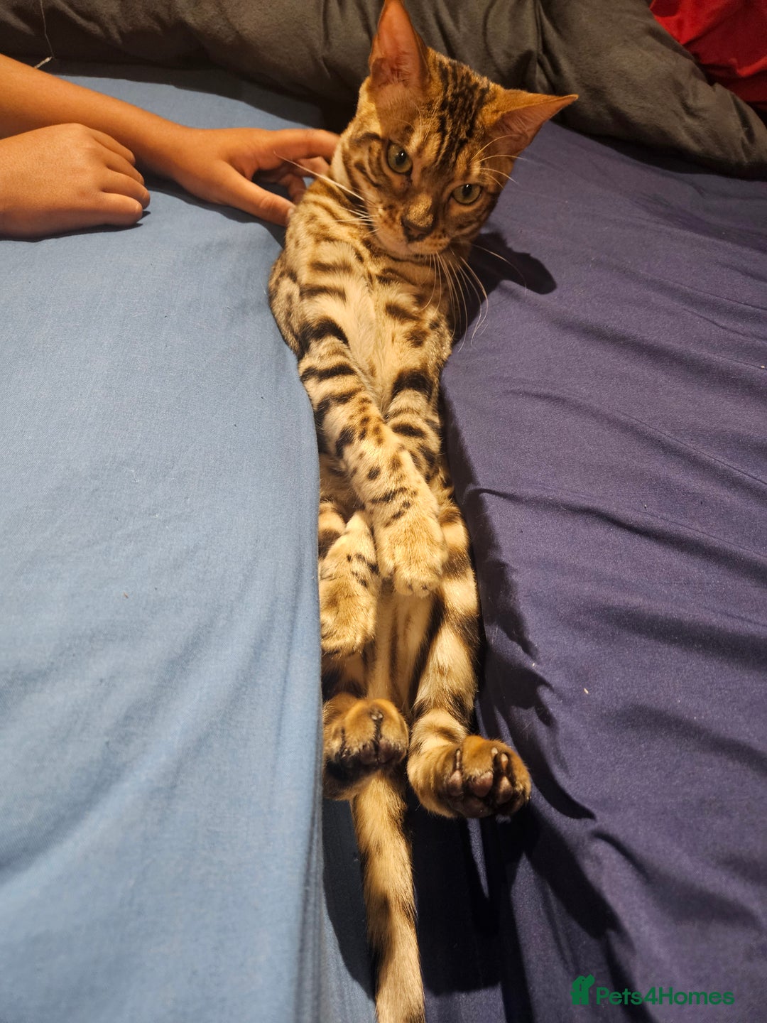 Bengal cats for sale: Beautiful boy for sale  - Advert 3