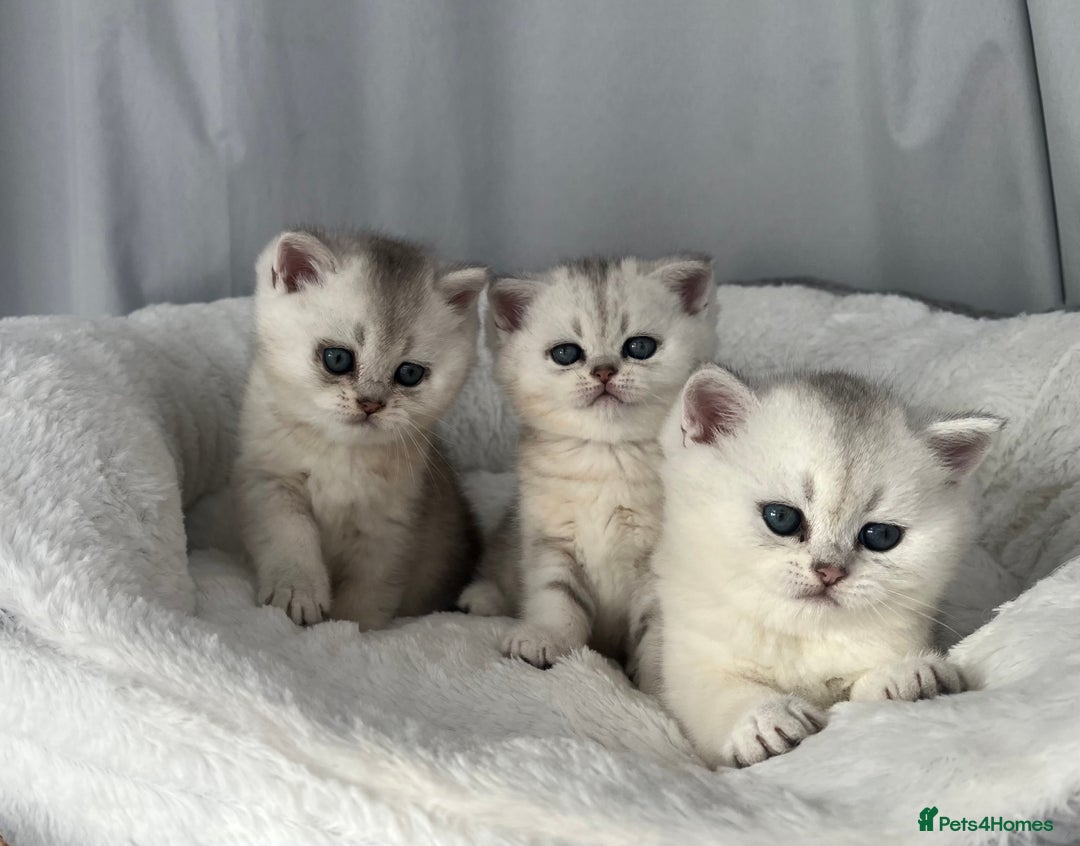 Scottish Fold cats for sale: Adorable Blue-Eyed Scottish Fold Kittens - Advert 3