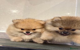 Pomeranian dogs for sale: 2 Pomeranian boys for sale in London  - Image 9