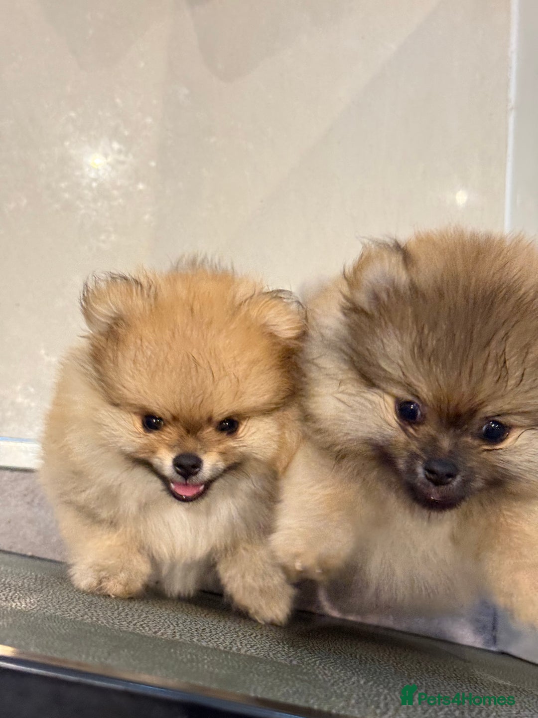 Pomeranian dogs for sale: 2 Pomeranian boys for sale in London  - Image 9