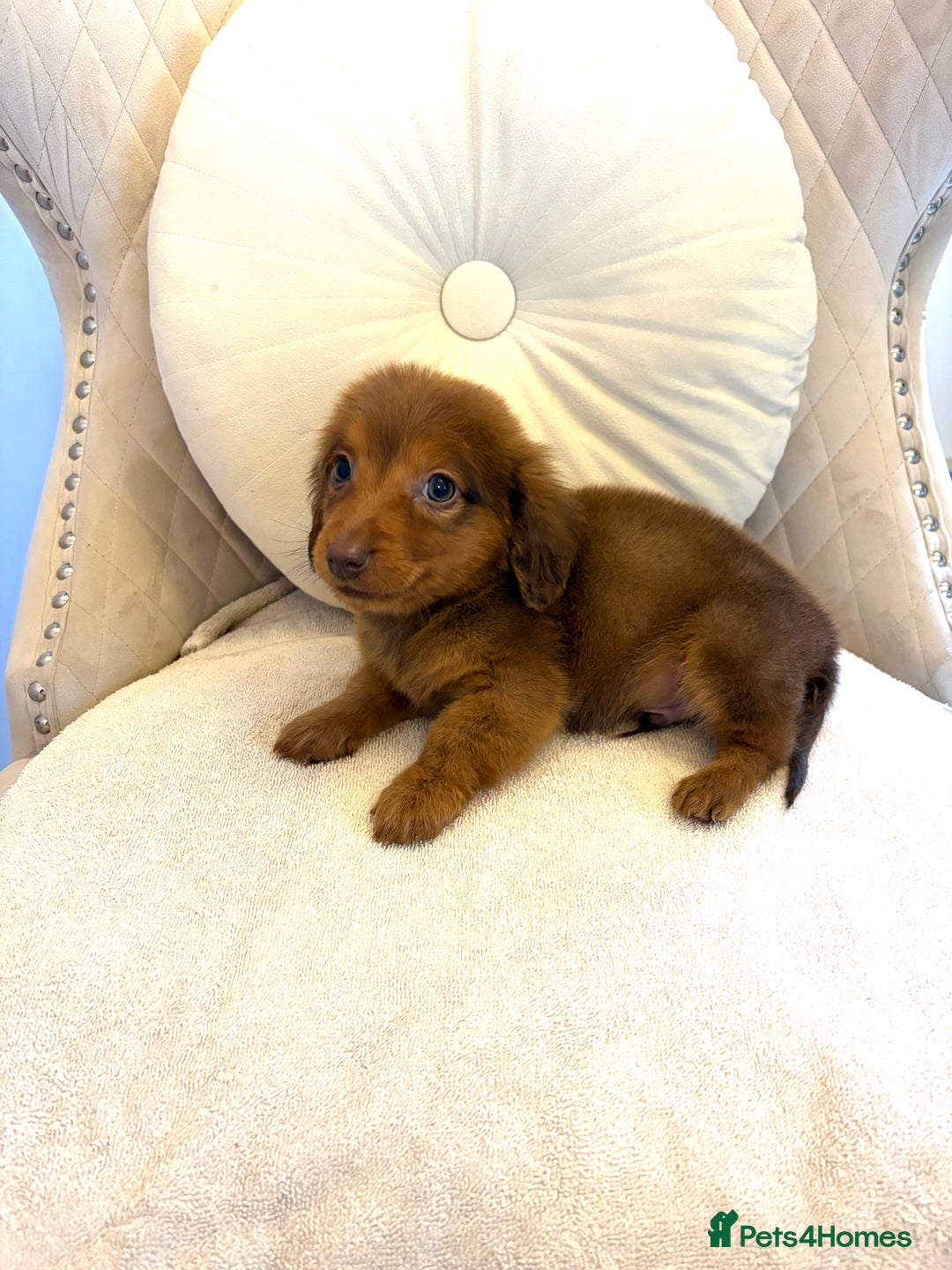 Miniature Dachshund dogs for sale: Dachshund puppy only 1 Boy still available  - Advert 29