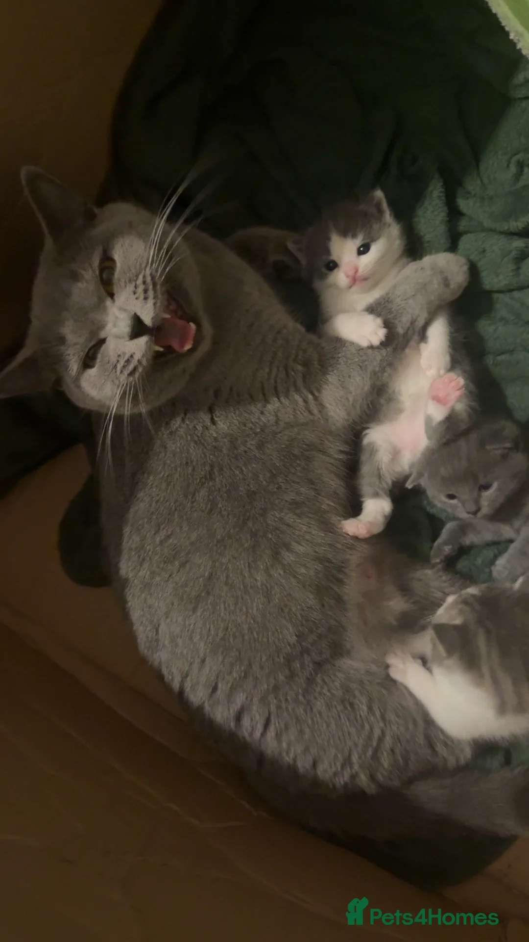 British Shorthair cats for sale: mixed british short hair  - Advert 2