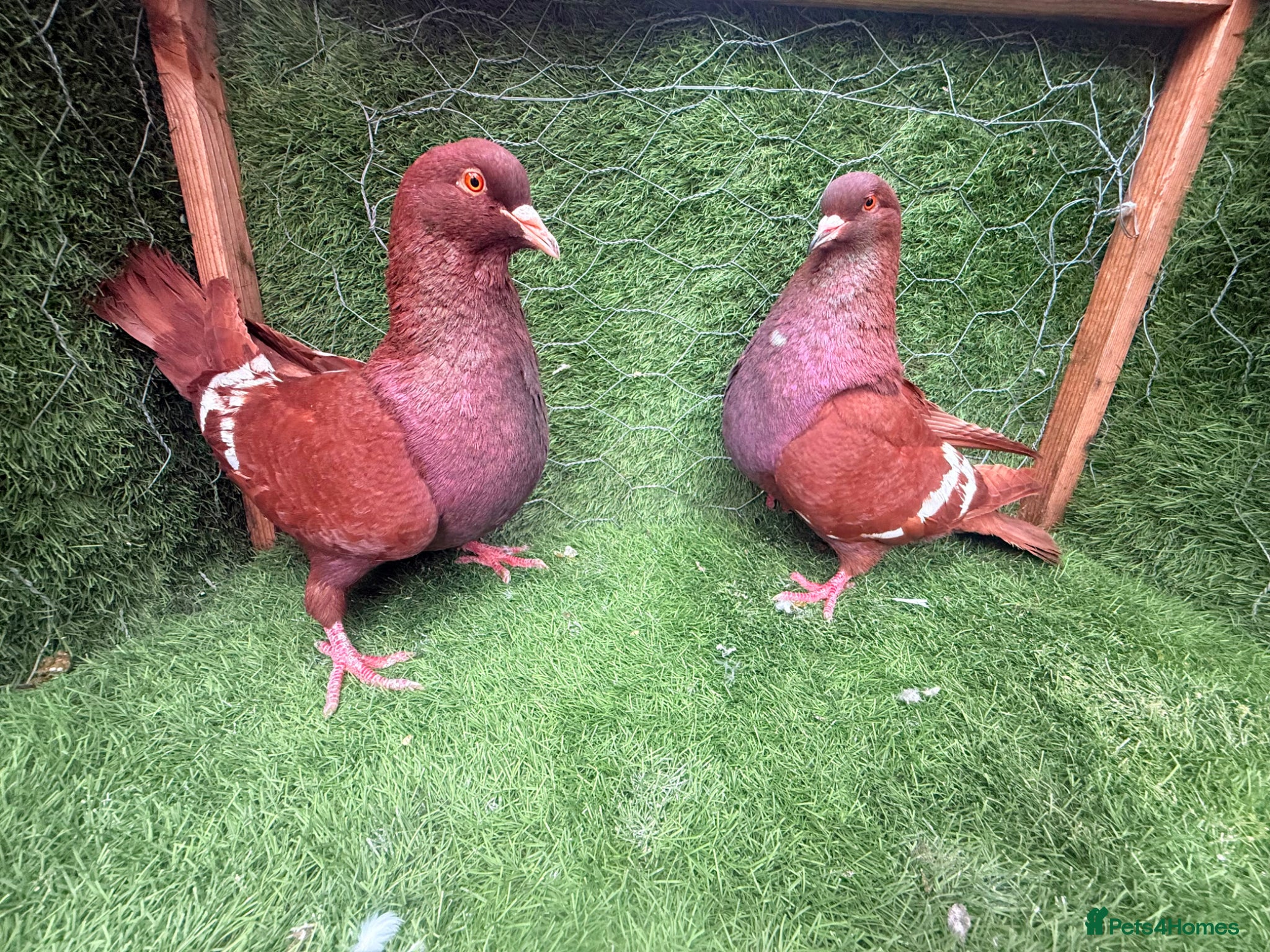 Pigeons birds Top Quality Strong Breeding Pair – Vaccinated - Advert 2