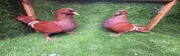 Pigeons birds for sale: Top Quality Strong Breeding Pair – Vaccinated - Advert 4