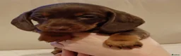 Miniature Dachshund dogs for sale: 💜 miniature dachshunds 💝 in Preston - Advert 17