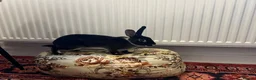 Rex rabbits for sale: 🐰 Beautiful, Very Friendly & Healthy Mini Rex Boy - Advert 5