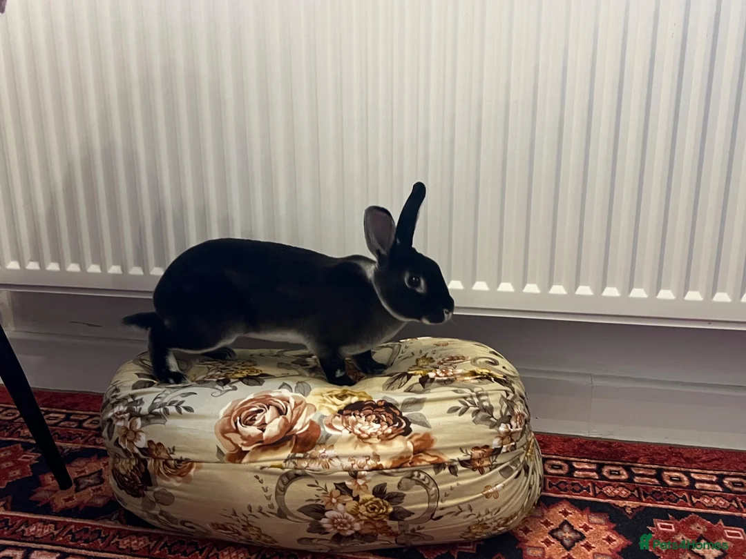 Rex rabbits for sale: 🐰 Beautiful, Very Friendly & Healthy Mini Rex Boy - Advert 5