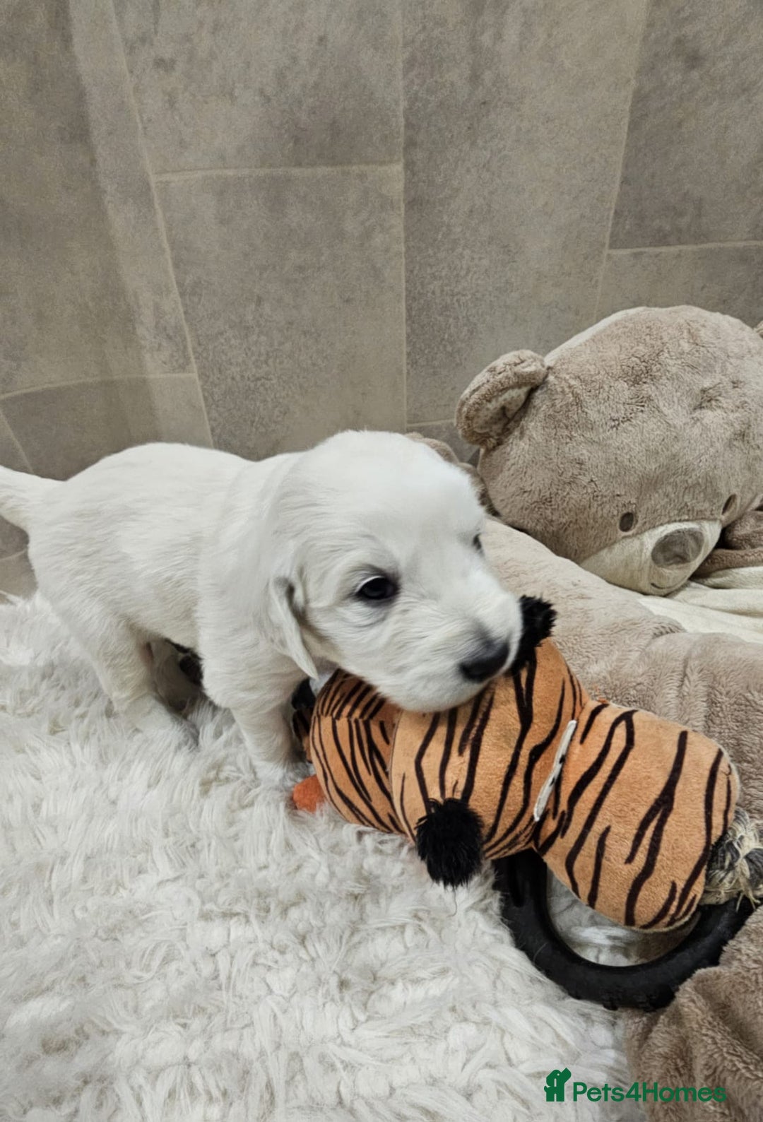 Golden Retriever dogs for sale: 🌟Beautiful Golden Retriver puppies 🐾 - Advert 13