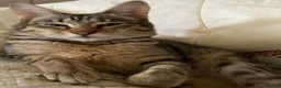 Savannah cats for sale: FULL PEDIGREE SAVANNAH girl KITTEN F5 SBT - Advert 13